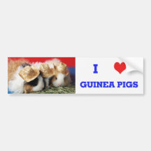 I Love Guinée Pigs Bumper Sticker