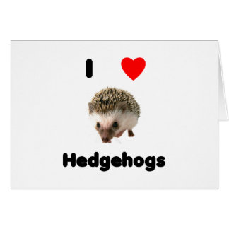 I love hedgehogs