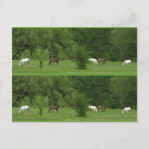 I Love Horses! Bookmarkers - Customize! Postcard