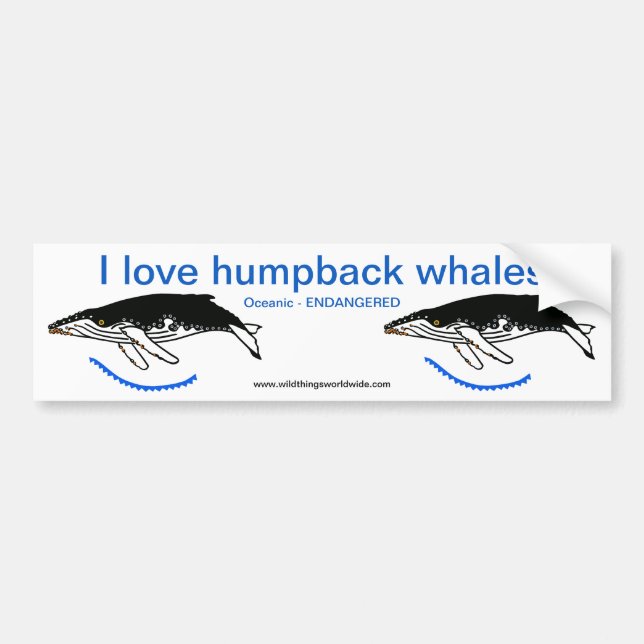 I love Humpback WHALES- Endangered animal - Nature Bumper Sticker (Front)