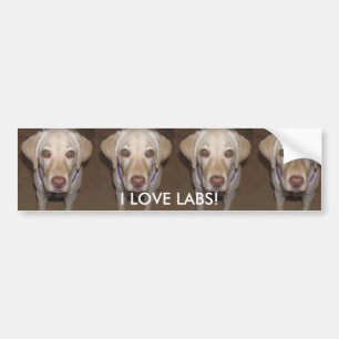 I Love Labs! Bumper Sticker