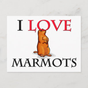 I Love Marmots Postcard
