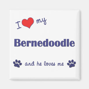 I Love My Bernedoodle (Male Dog) Magnet