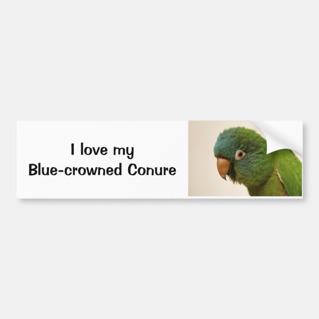 I Love my Blue-crowned Conure Bumper Sticker (Front)
