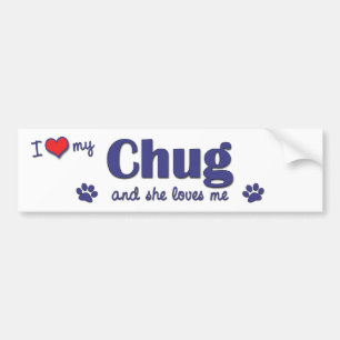 I Love My Chug (Female Dog) Bumper Sticker