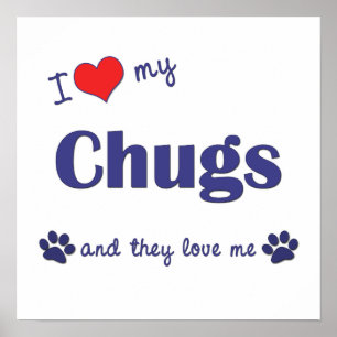I Love My Chugs (Multiple Dogs) Poster Print