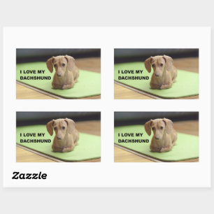 I Love My Cream Dachshund with picture Sticker