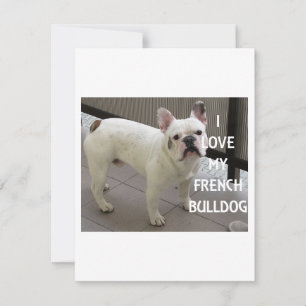 I Love My French Bulldog Holiday Card