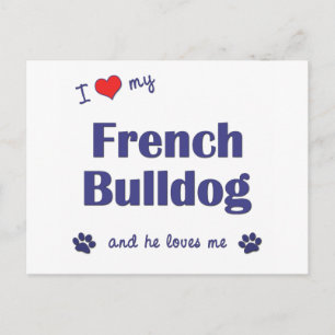 I Love My French Bulldog (Male Dog) Postcard