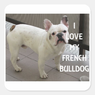 I Love My French Bulldog Square Sticker