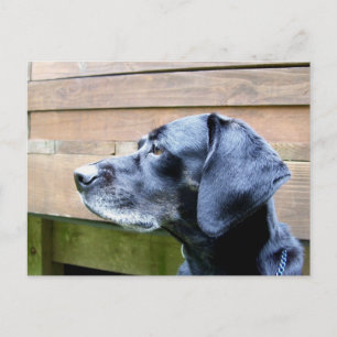 I Love My Lab Postcard