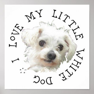 I Love My Little White Dog - Maltese Poster