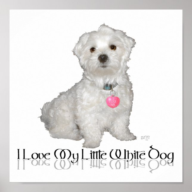 I Love My Little White Dog - Maltese ! Poster (Front)