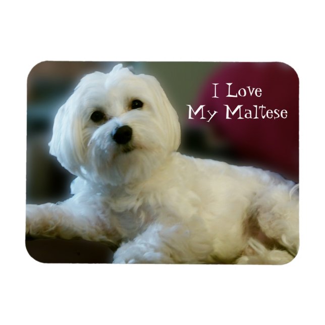 I Love My Maltese Magnet (Horizontal)