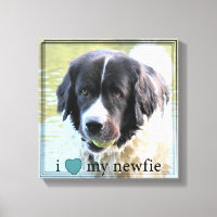 I love my Newfie Newfoundland Black Border