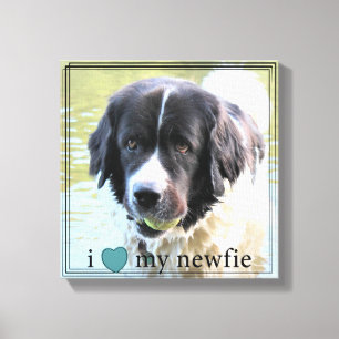 I love my Newfie Newfoundland Black Border Canvas Print