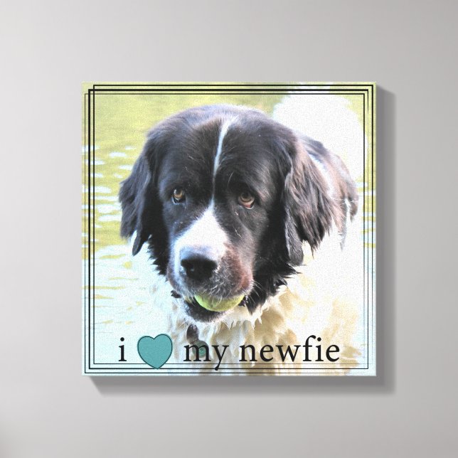 I love my Newfie Newfoundland Black Border Canvas Print (Front)