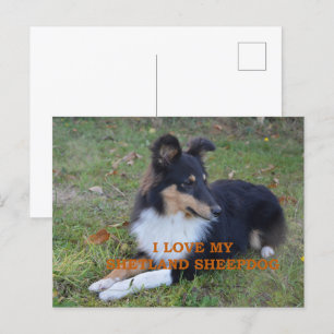 I Love My Shetland Sheepdog Black Tri Postcard