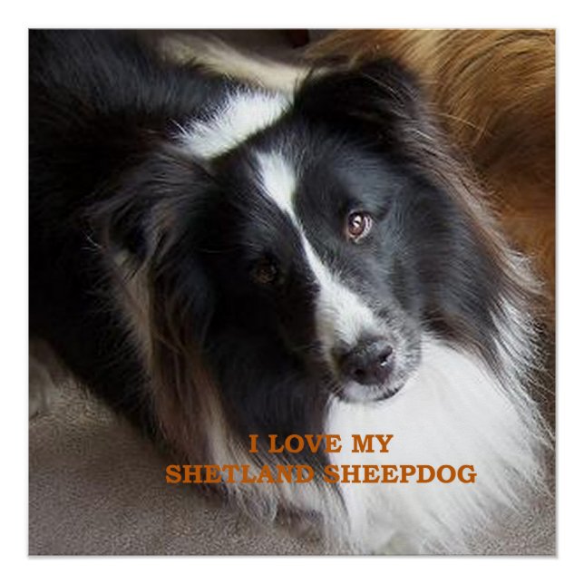 I Love My Shetland Sheepdog Poster (Front)