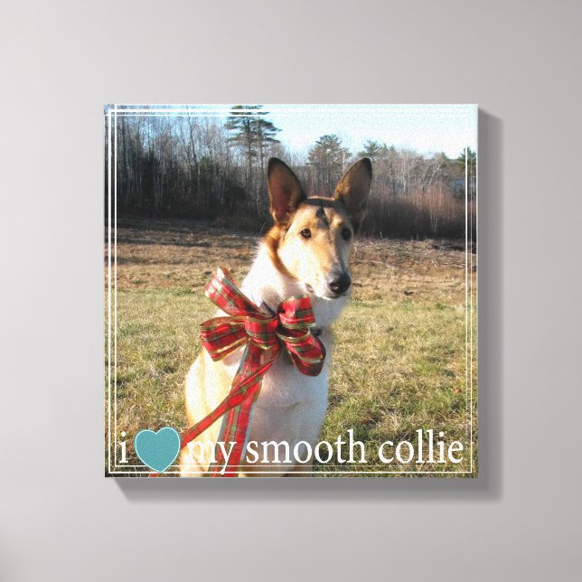 I love my Smooth Collie with Geometric border Canvas Print (Front)