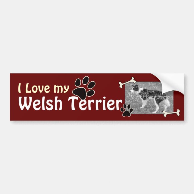 I love my Welsh Terrier Bumper Sticker (Front)