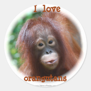 I love orangutans classic round sticker