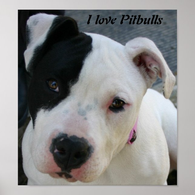 I Love Pitbulls Poster (Front)