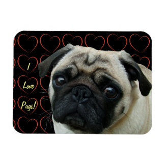 I Love Pugs with Hearts Flexible Magnet