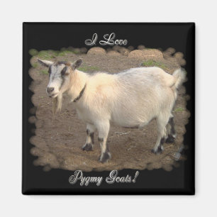 I Love Pygmy Goats magnets