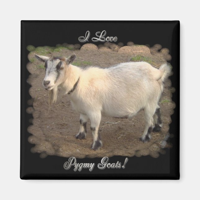 I Love Pygmy Goats magnets (Front)