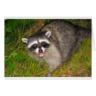 I Love Raccoons!