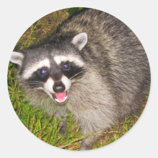 I Love Raccoons! Classic Round Sticker
