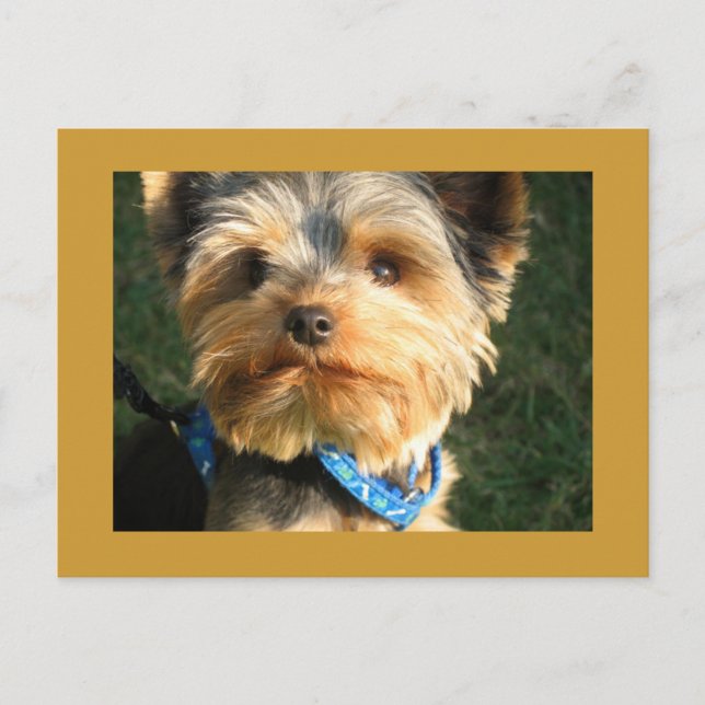 I Love Yorkies Postcard (Front)