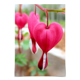 I Love You Bleeding Heart Flower Card