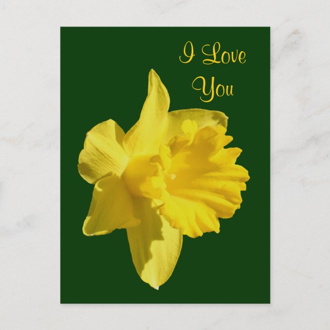 I Love You Daffodil Flower Photo Postcard (Front)