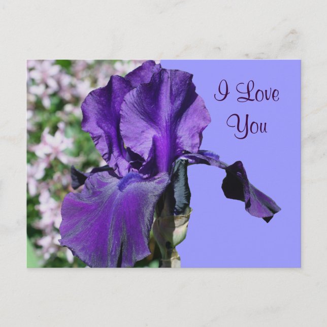 I Love You Purple Iris Flower Photo Postcard (Front)