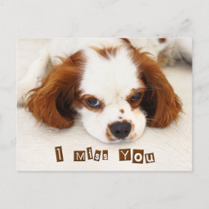 I Miss You - Cavalier King Charles Spaniel Postcard