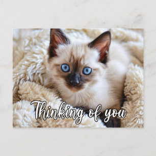 I Miss You - Cute Siamese Cat Postcard