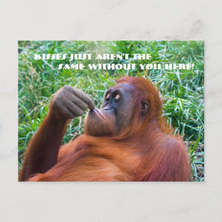 I Miss You Funny Orangutan Postcard