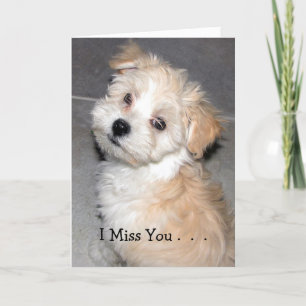 I Miss You . - Havanese puppy Card