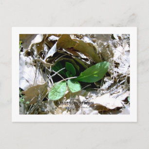 I Miss You (South Korea) Postcard