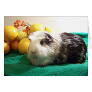 I need you more than a guinea pig needs Vitamin C