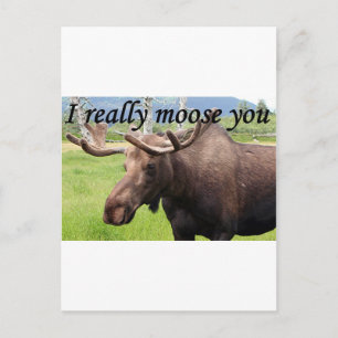 I really moose you: Alaskan moose Postcard