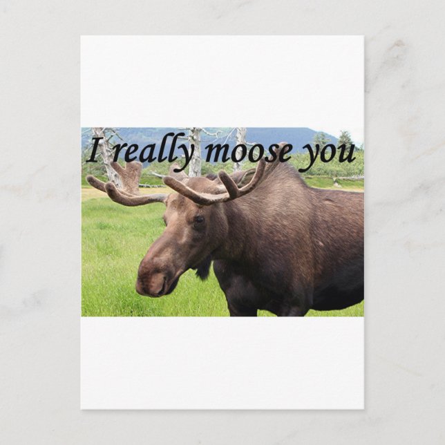 I really moose you: Alaskan moose Postcard (Front)