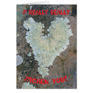 I really really Lichen you