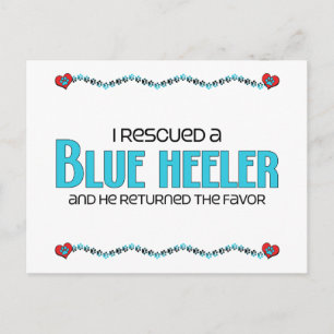 I Rescued a Blue Heeler (Male Dog) Postcard