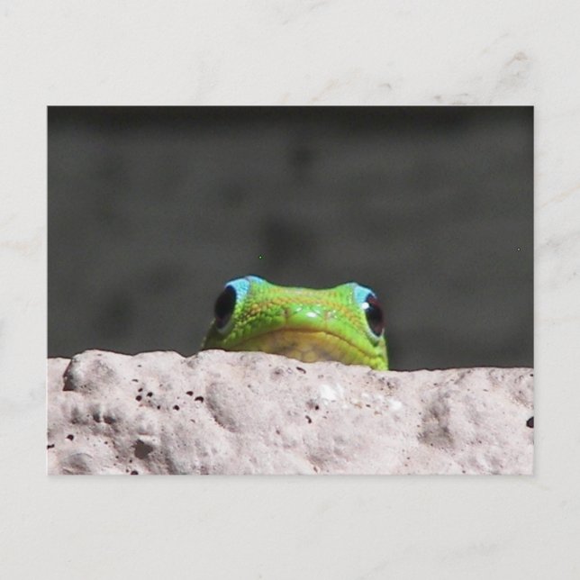 I see you gecko postcard (Front)
