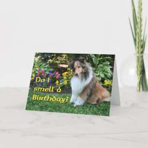 I Smell a Birthday Sheltie Card