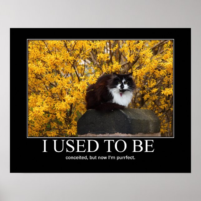 I Used to Be.. Cat Artwork Funny Poster (Front)
