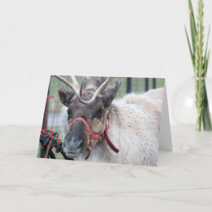 I wanted snow! holiday card